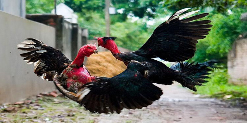 Đá gà Thomo – Trải nghiệm kịch tính, thưởng lớn cho bet thủ