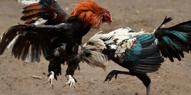 Giới thiệu về đá gà Thomo