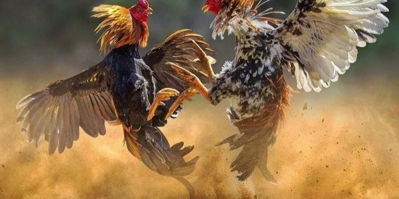 Hướng dẫn tham gia đặt cược đá gà Thomo tại 58Win