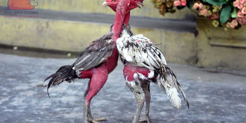 Tỷ lệ kèo đá gà Thomo đa dạng